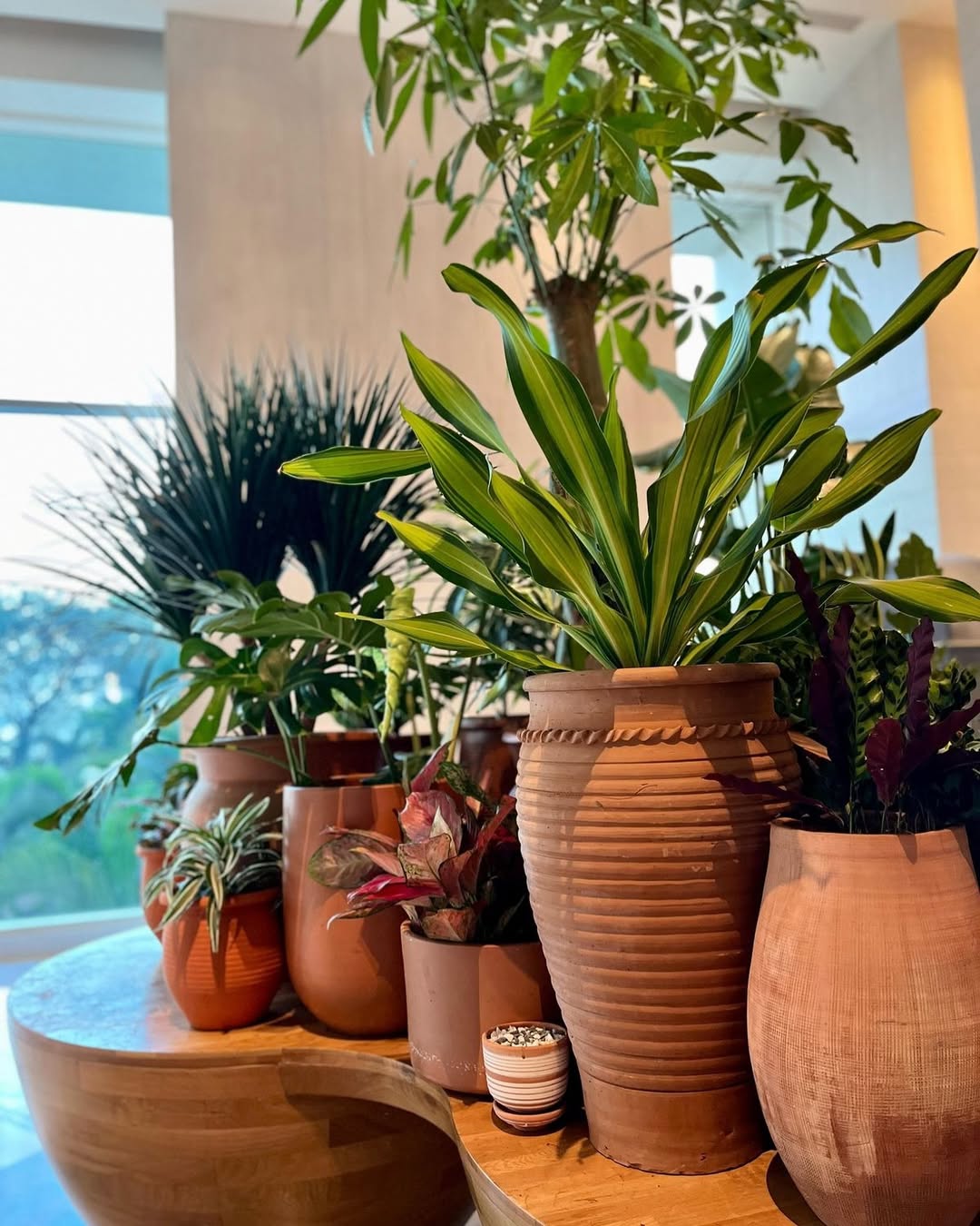 Terracotta Pots