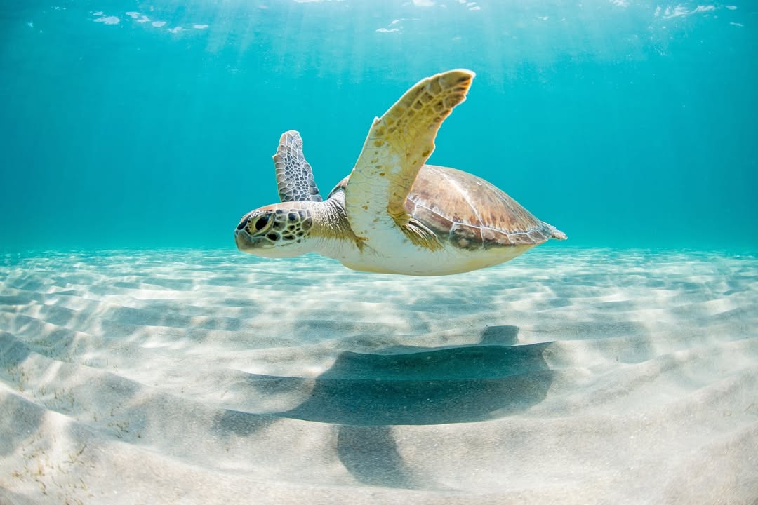 Sea Turtle Swim
