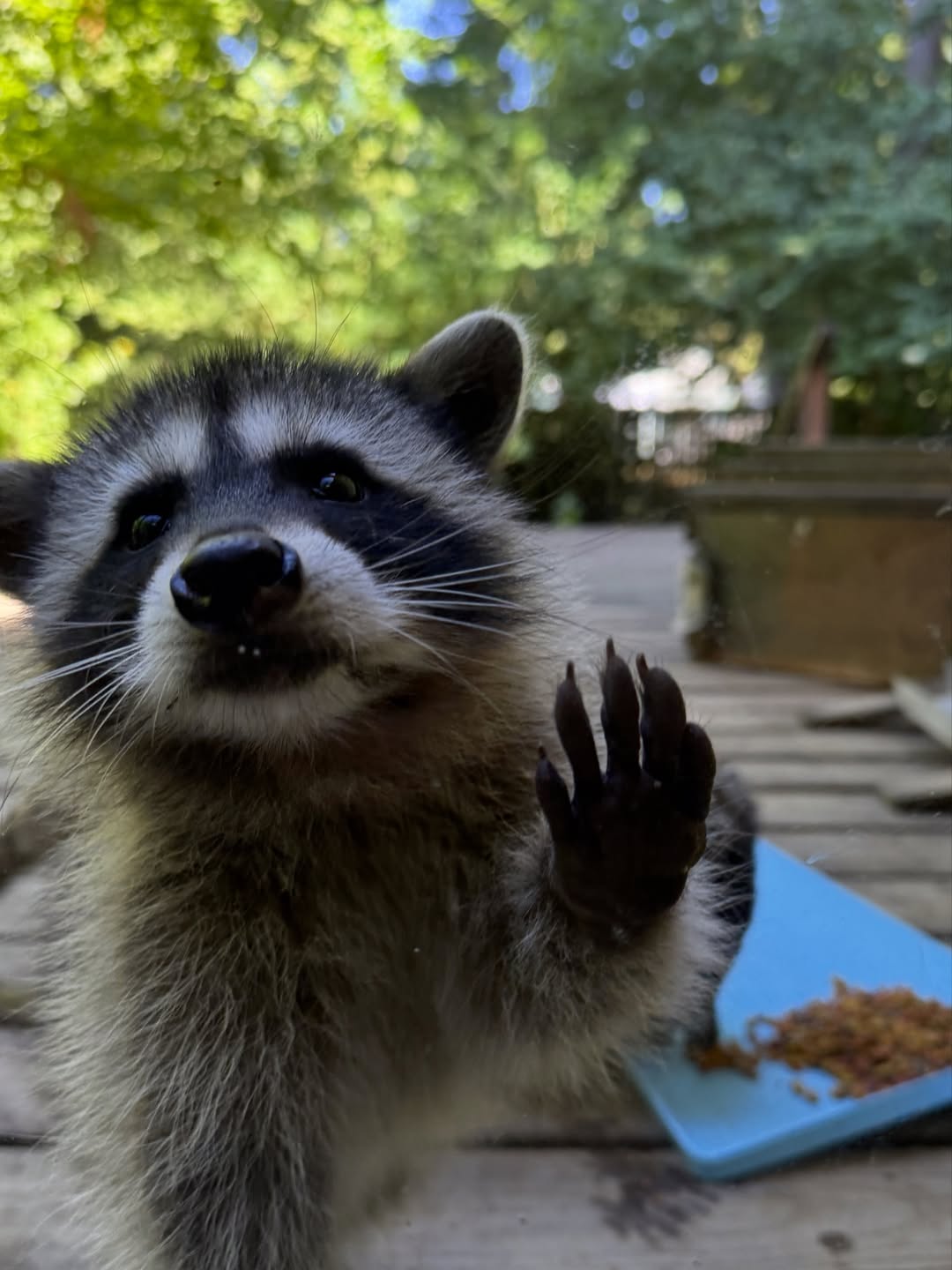 Raccoon Woodland Adventure 🦝