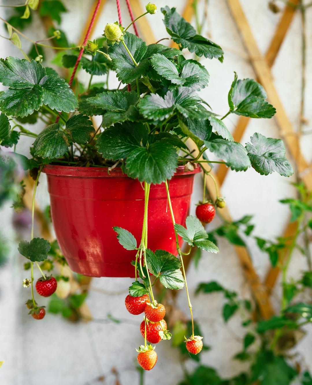 Strawberry Hanging Pots 🍓