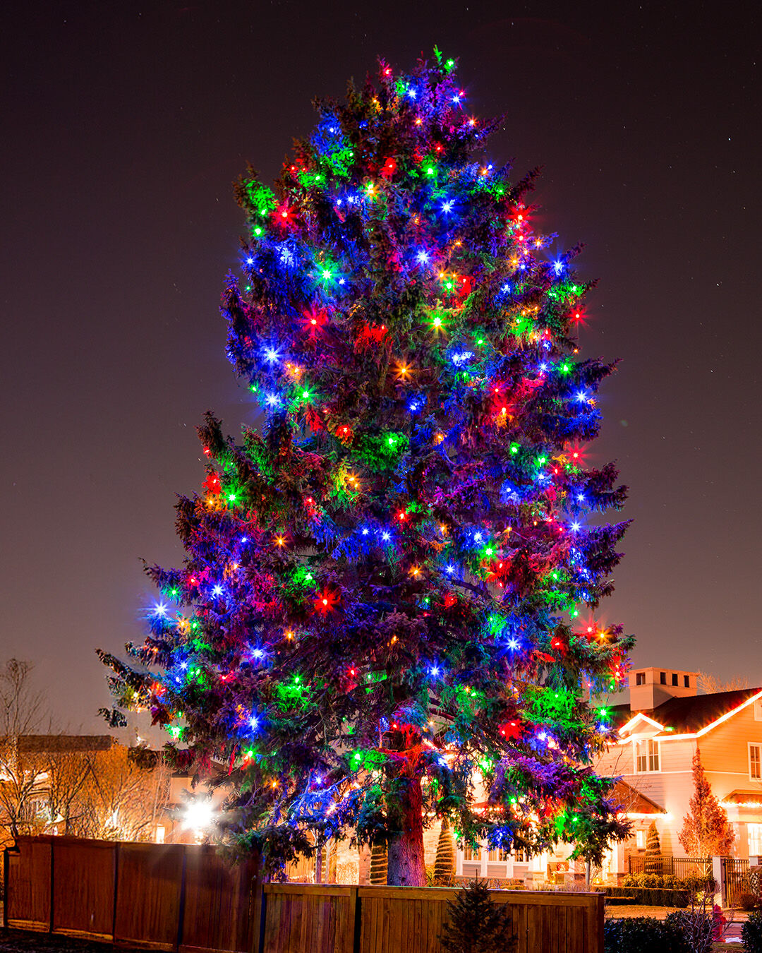 Black Tree with Rainbow Lights