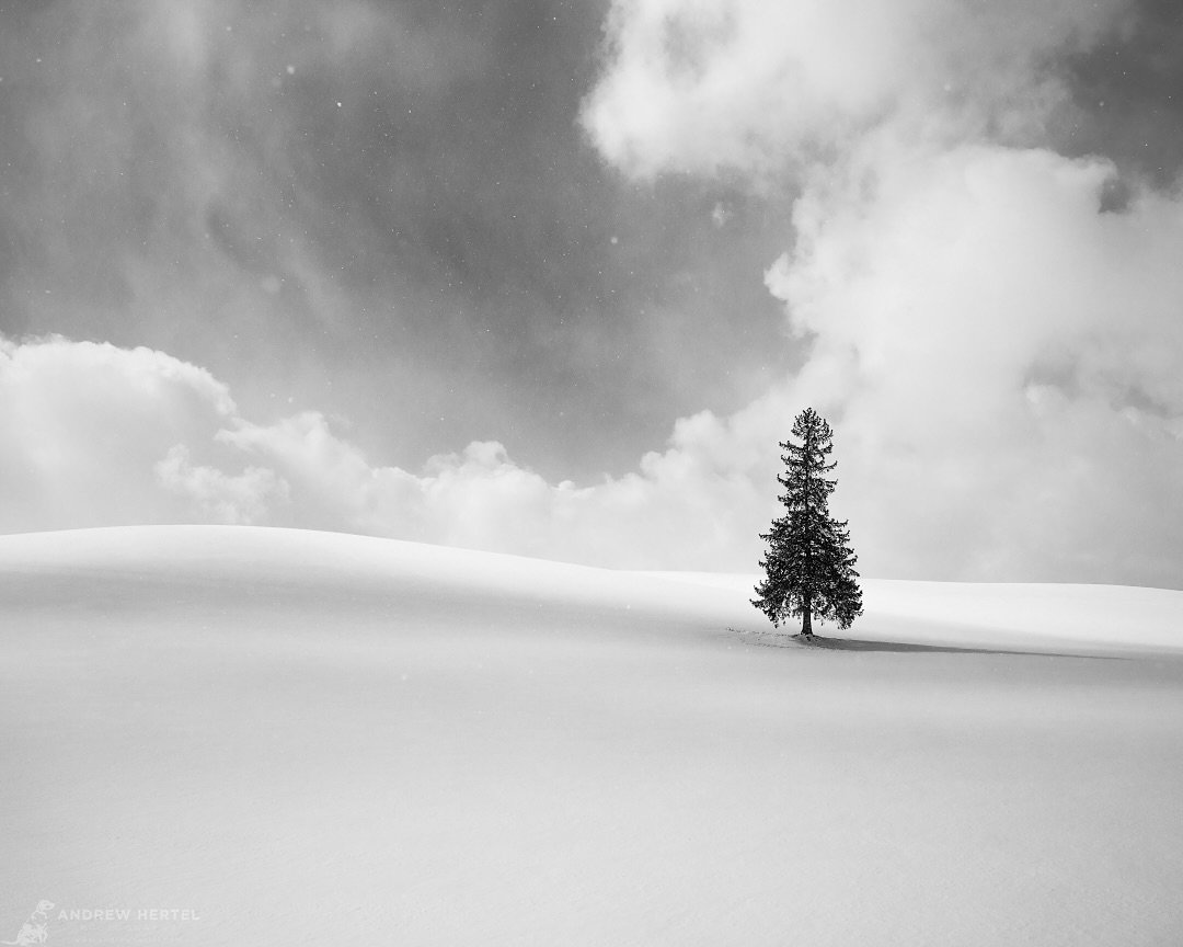 christmas Black & White Minimal Tree 