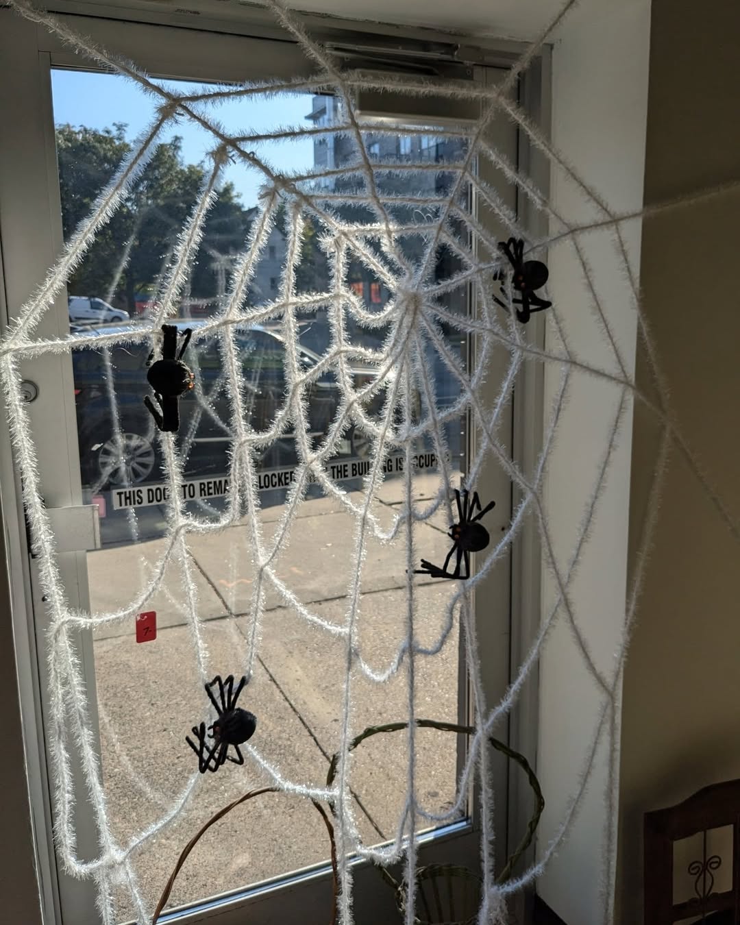 Spiderweb Drapes