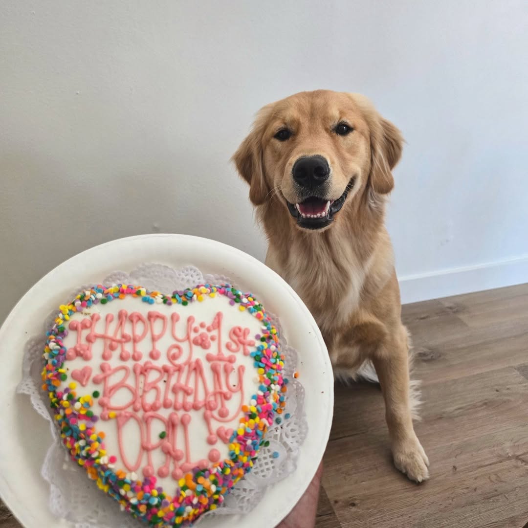 Meat-Based Savory Dog Cake