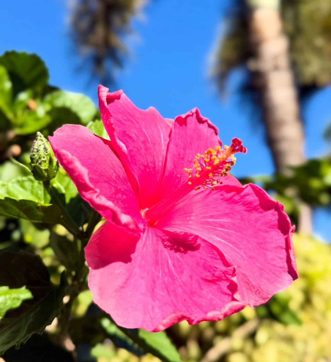 Hibiscus Flowers