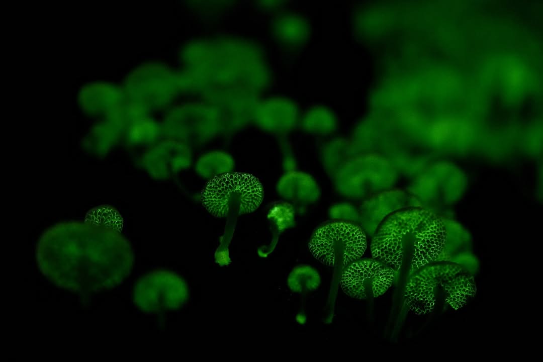 Glow-in-the-Dark Mushrooms