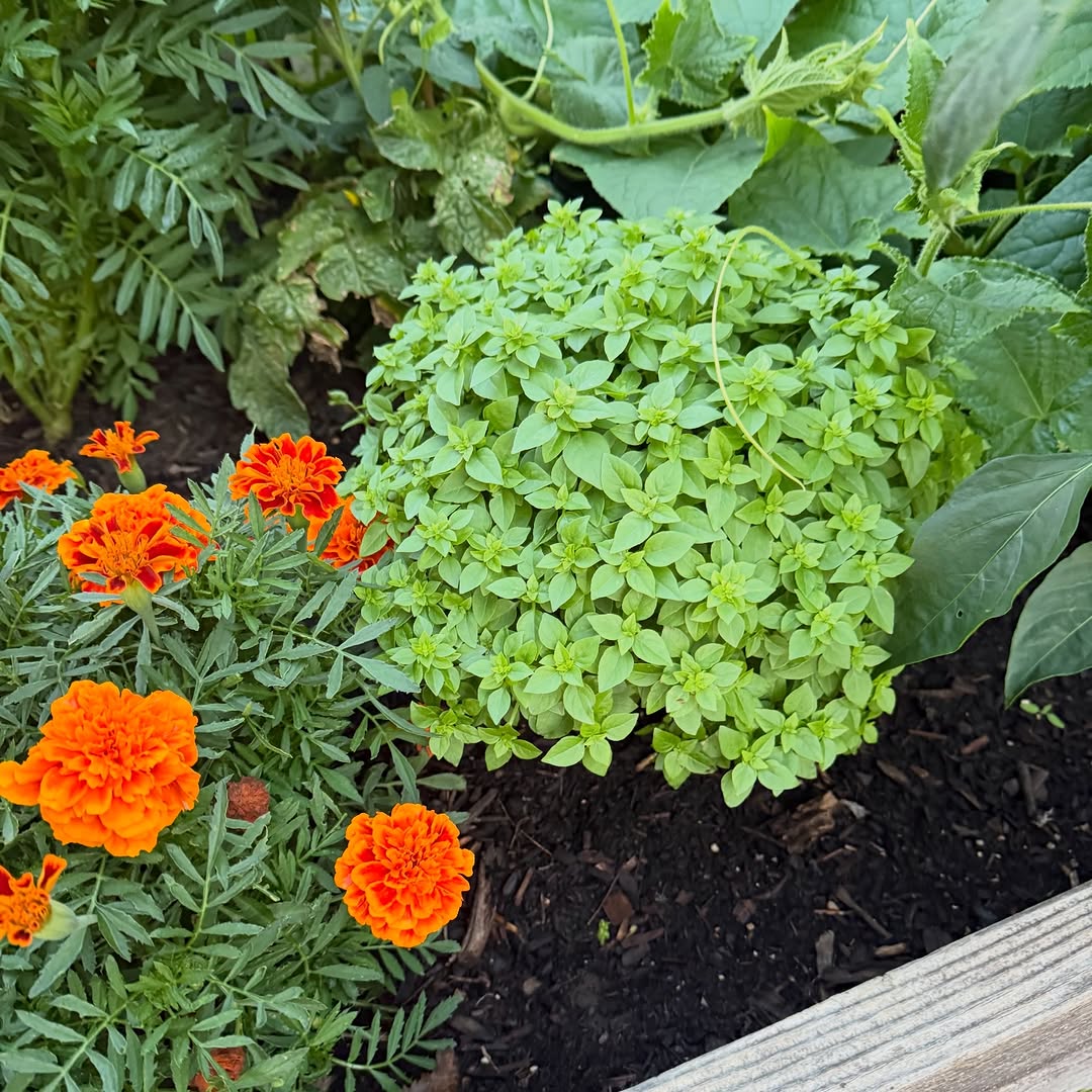 Mini Plant