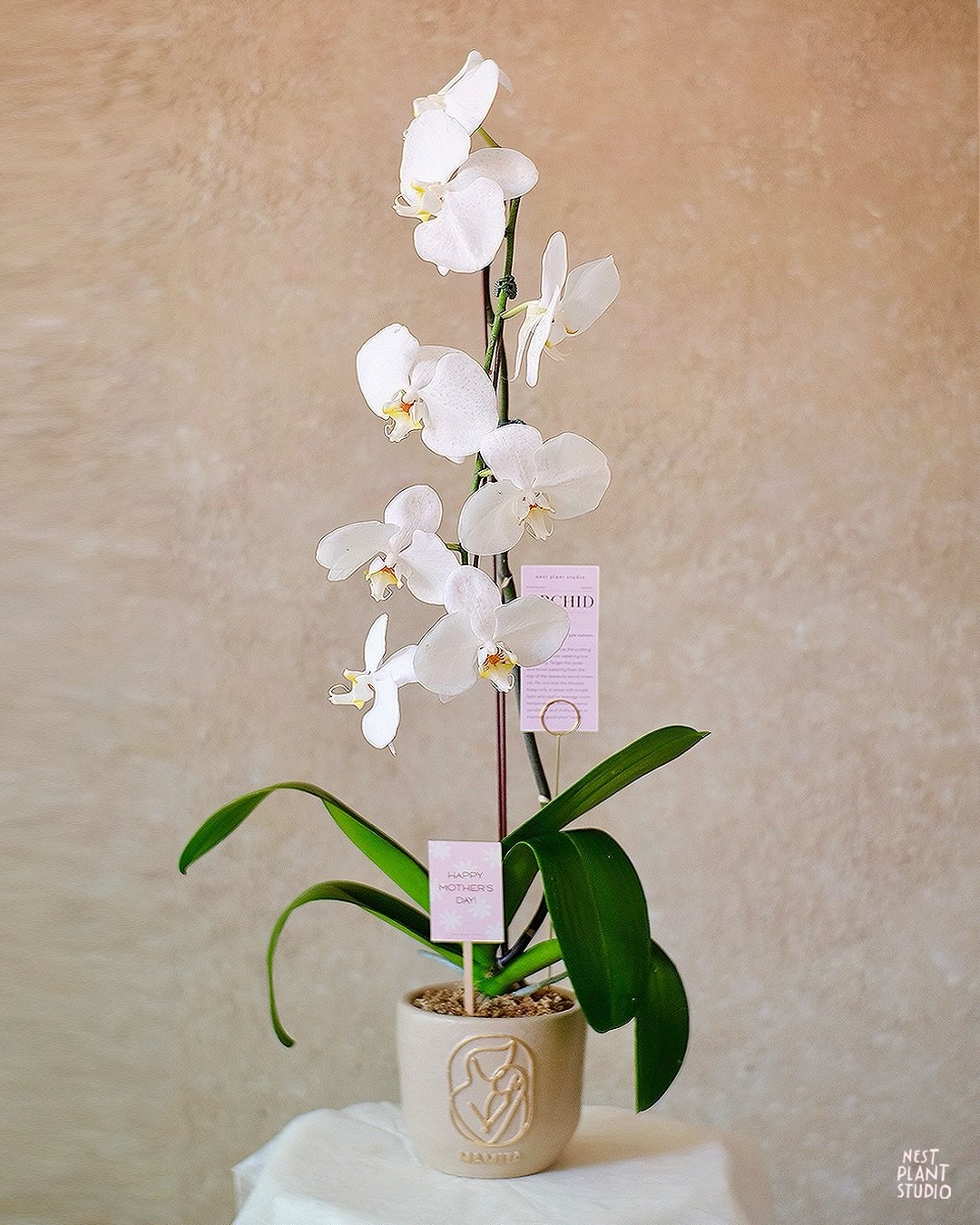 Mini Tree Pot